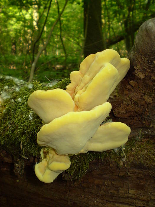 sírovec obyčajný Laetiporus sulphureus (Bull.) Murrill