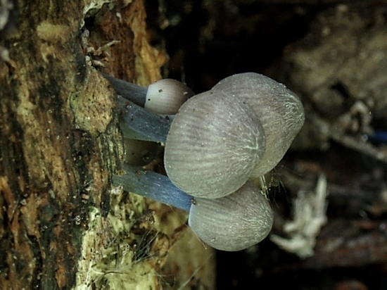 prilbička  Mycena sp.