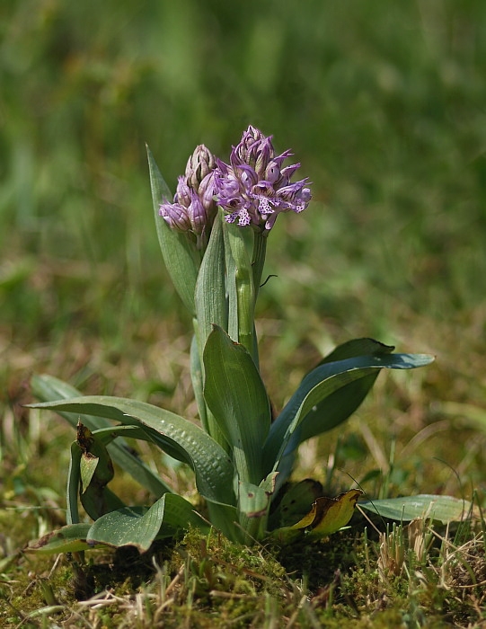 neotinea trojzubá Neotinea tridentata (Scop.) R. M. Bateman, Pridceon et M. W. Chase