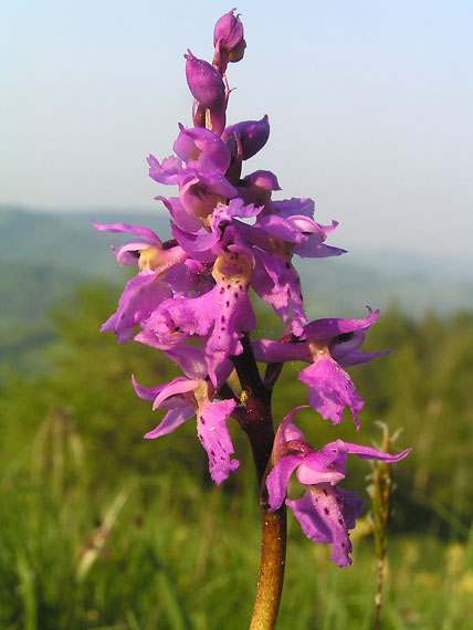 vstavač mužský - vstavač mužský znamenaný Orchis mascula subsp.signifera