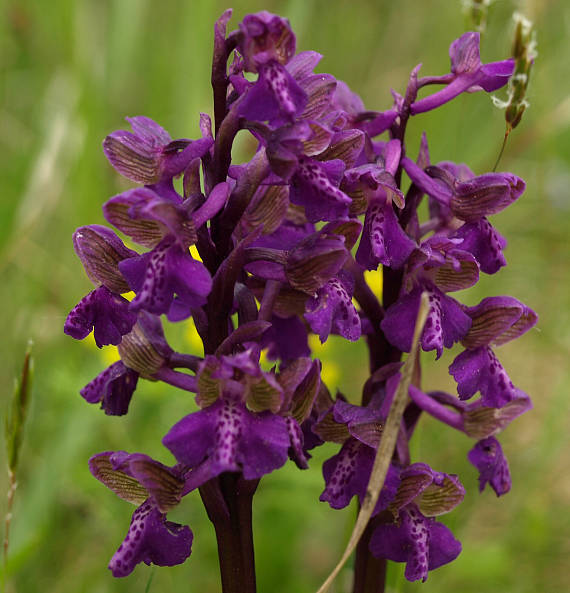 vstavač obyčajný Orchis morio