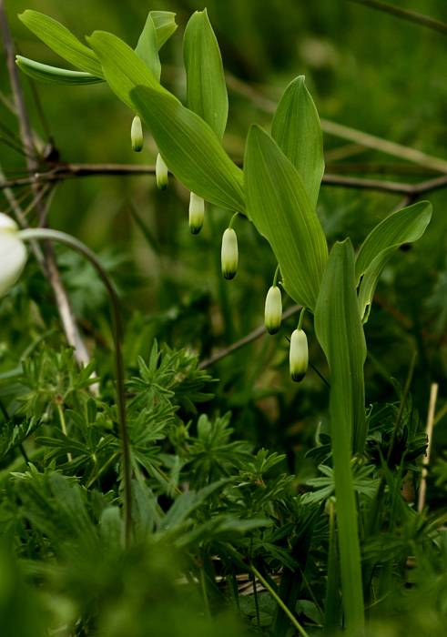 kokorík voňavý Polygonatum odoratum (Mill.) Druce