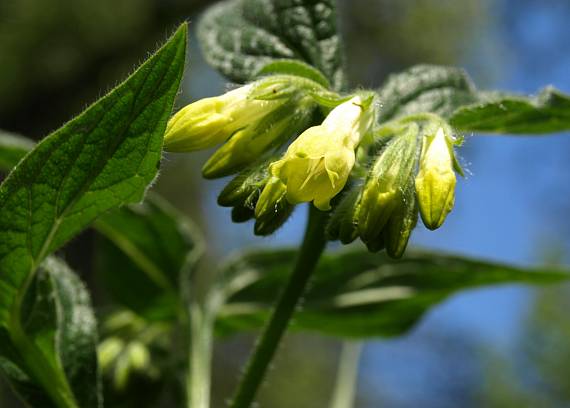 kostihoj hľuznatý Symphytum tuberosum L.