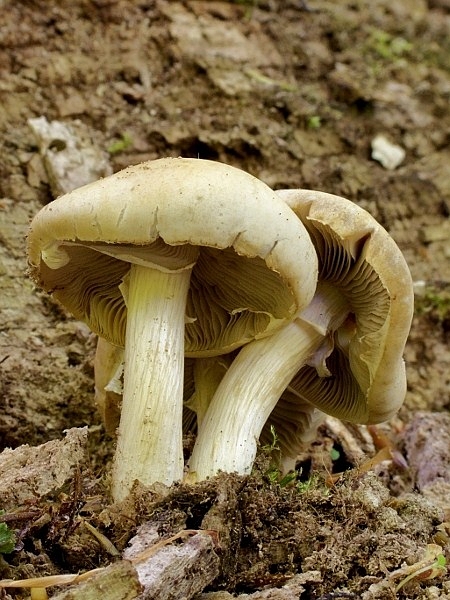 poľnička Agrocybe sp.