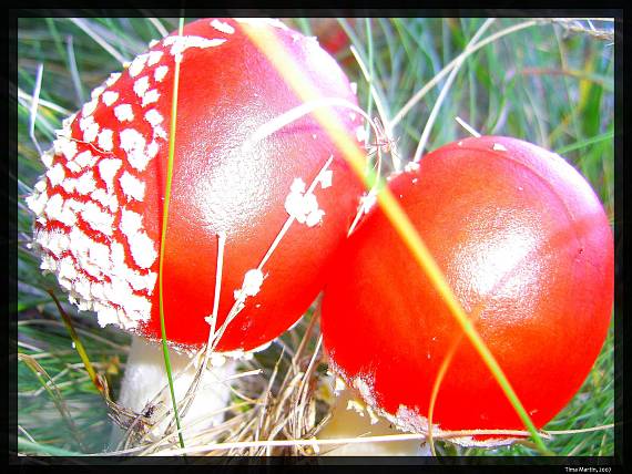 muchotrávka červená Amanita muscaria (L.) Lam.