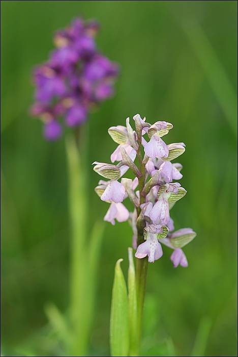 červenohlav obyčajný Anacamptis morio (L.) R. M. Bateman, A. M. Pringeon & M. W. Chase