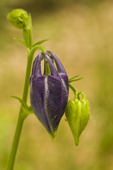 orlíček obyčajný Aquilegia vulgaris L.