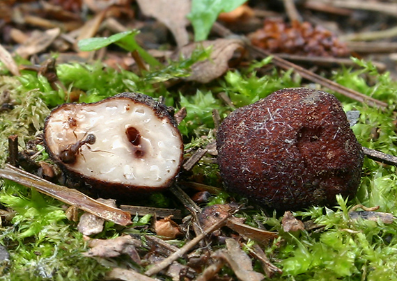 smradľavka krehká Balsamia platyspora