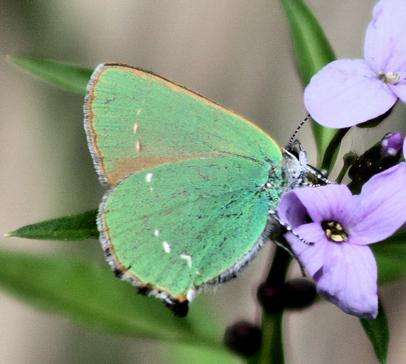 ostrôžkár černicový Callophrys rubi