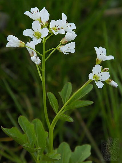 žerušnica horká Cardamine amara L.