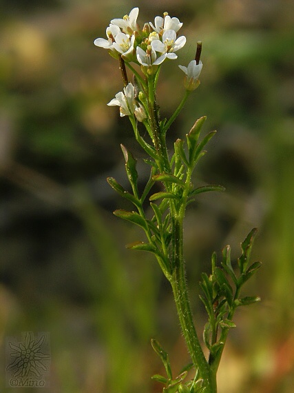 žerušnica krivolaká Cardamine flexuosa With.