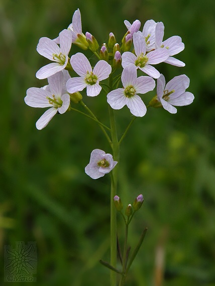 žerušnica lúčna Cardamine pratensis L.