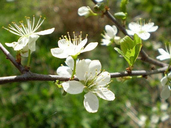 čerešňa vtáčia Cerasus avium (L.) Moench