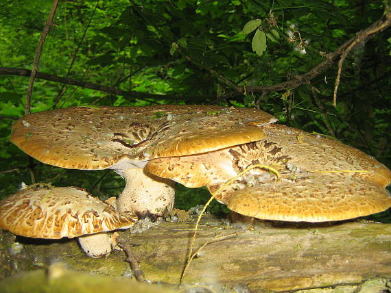 trúdnik šupinatý Cerioporus squamosus (Huds.) Quél.