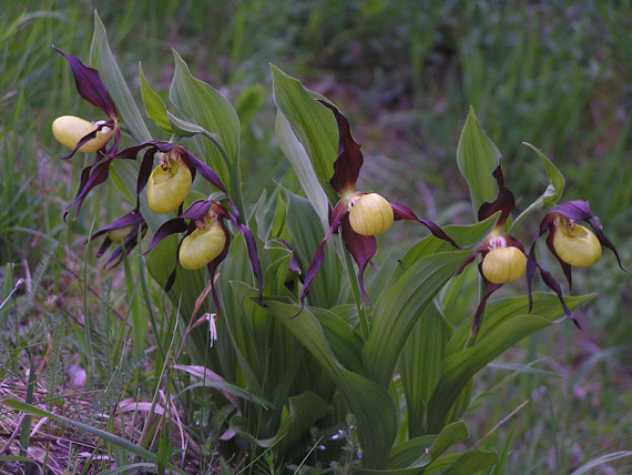 črievičník papučkový - střevíčník pantoflíček Cypripedium calceolus L.