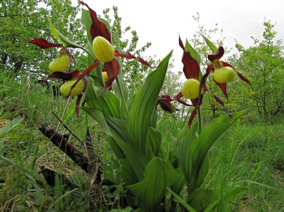 črievičník papučkový-střevíčník pantoflíček Cypripedium calceolus L.