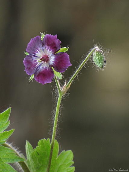 pakost hnedočervený Geranium phaeum L.