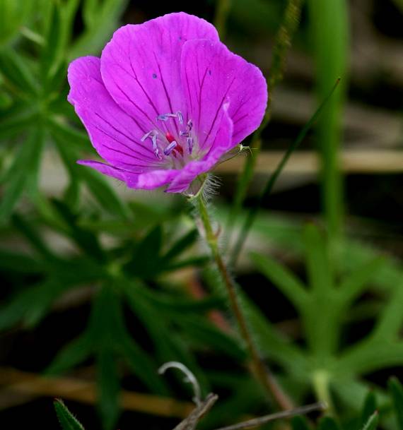 pakost krvavý Geranium sanguineum L.