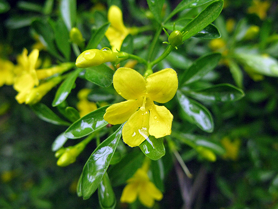 jazmín Jasminum fruticans L.