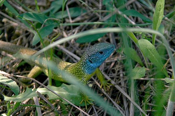 jašterica zelená Lacerta viridis