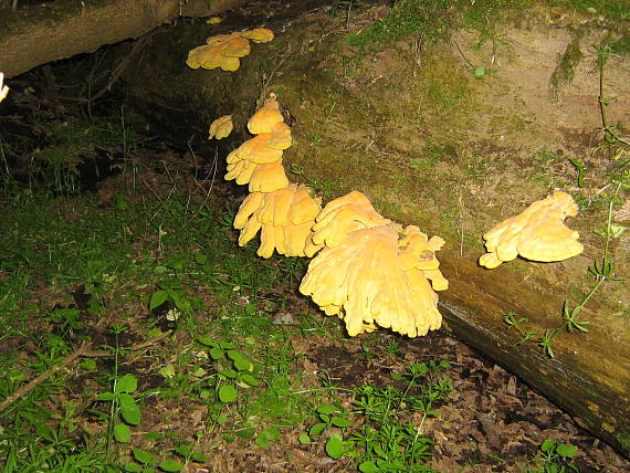 sírovec obyčajný Laetiporus sulphureus (Bull.) Murrill