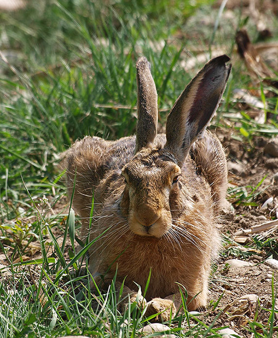 zajac poľný Lepus europaeus