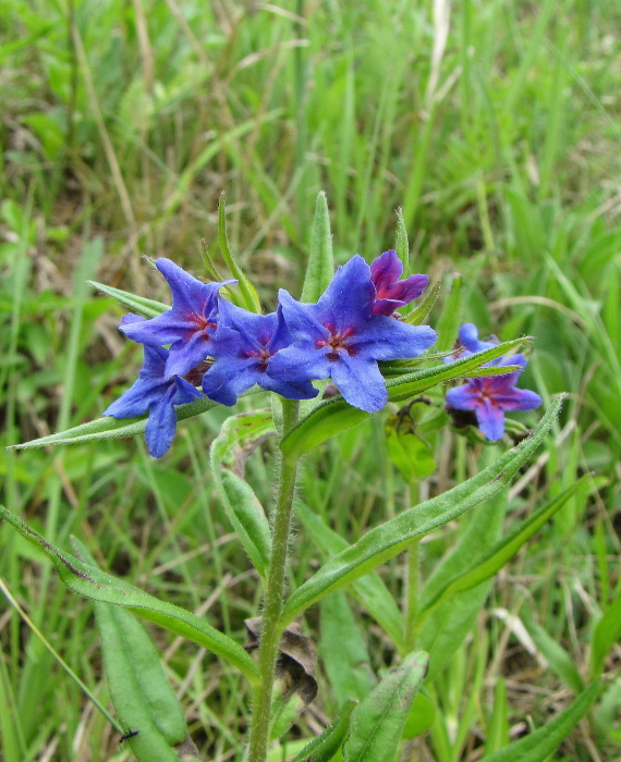 kamienka modropurpurová - kamejka modronachová Lithospermum purpurocaeruleum L.