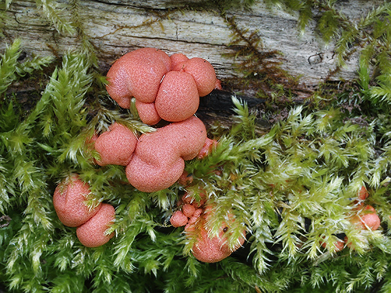 vlčinka červená Lycogala epidendrum (J.C. Buxb. ex L.) Fr.