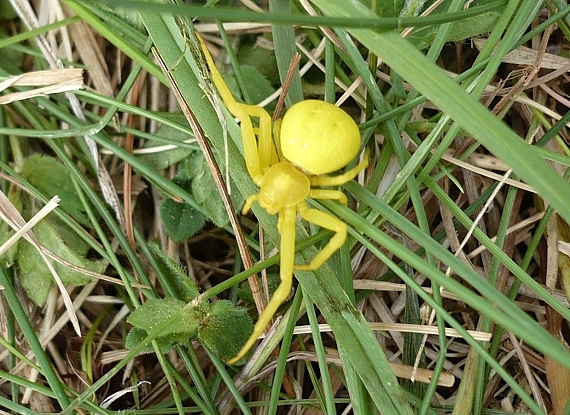 kvetárik dvojtvarý Misumena vatia