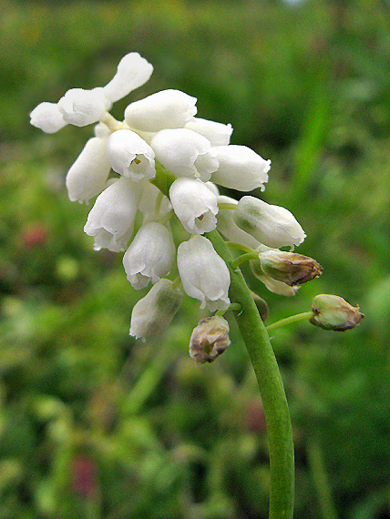 modrica Muscari sp.