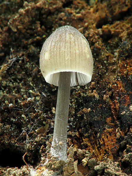 prilbička ryhovaná Mycena polygramma (Bull.) Gray