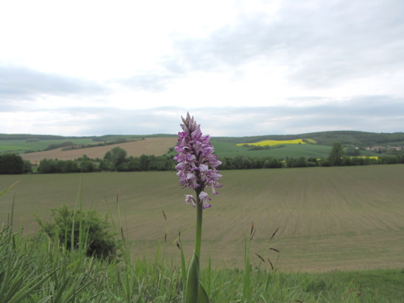 vstavač vojenský  Orchis militaris