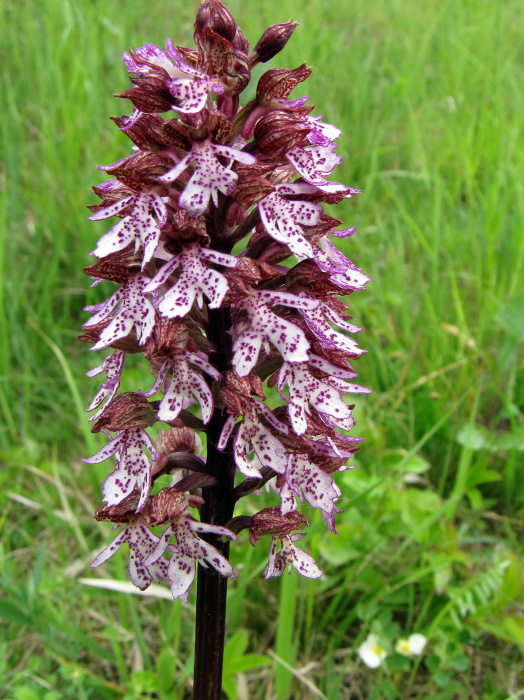 vstavač purpurový - vstavač nachový  Orchis purpurea Huds.