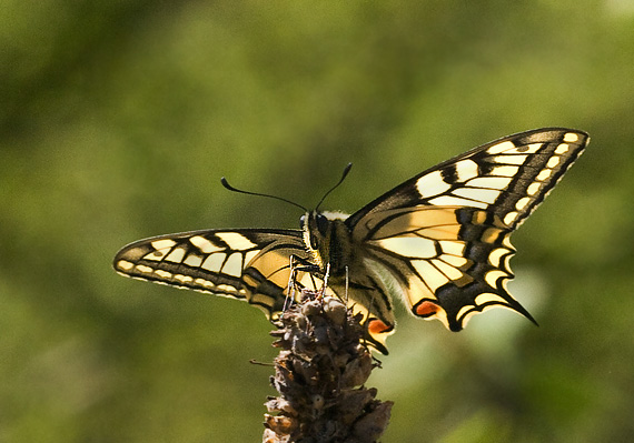 vidlochvost feniklový Papilio machaon