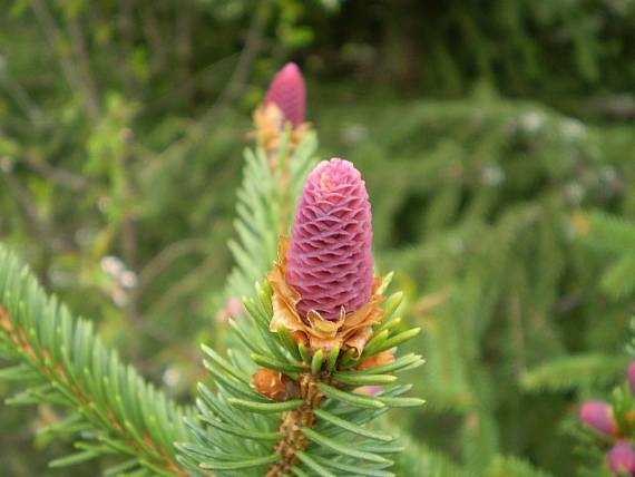 smreková šiška Picea abies (L.) H. Karst.