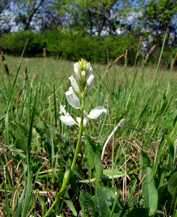 horčinka obyčajná - vítod obecný  Polygala vulgaris L.