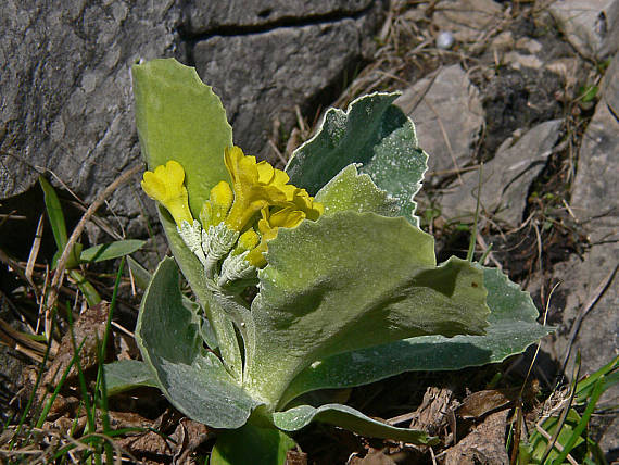 prvosienka holá Primula auricula L.