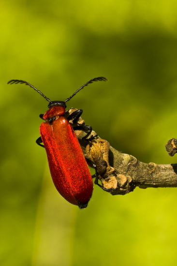 ohniváčik  Pyrochroa coccinea