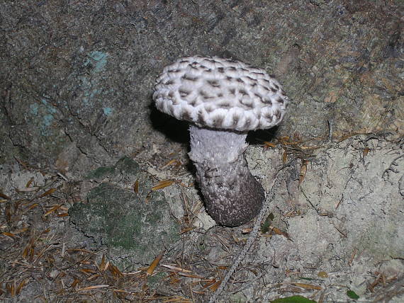 šiškovec šupinatý Strobilomyces strobilaceus (Scop.) Berk.