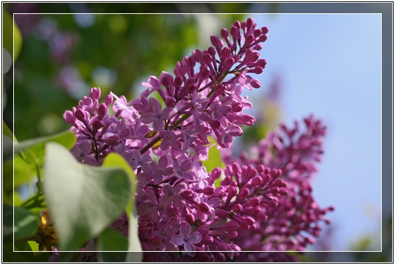 orgován obyčajný Syringa vulgaris L.