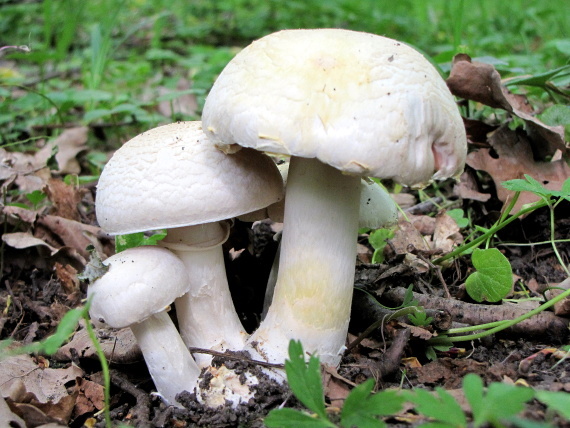 pečiarka ovčia-Pečárka ovčí Agaricus arvensis Schaeff.