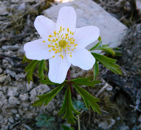 veternica hájna Anemone nemorosa L.