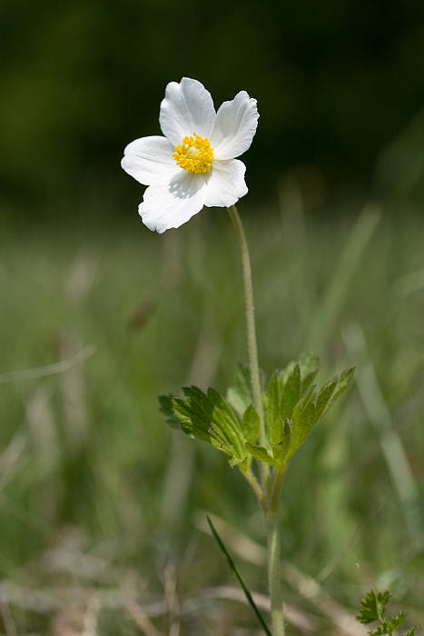 veternica lesná Anemone sylvestris L.