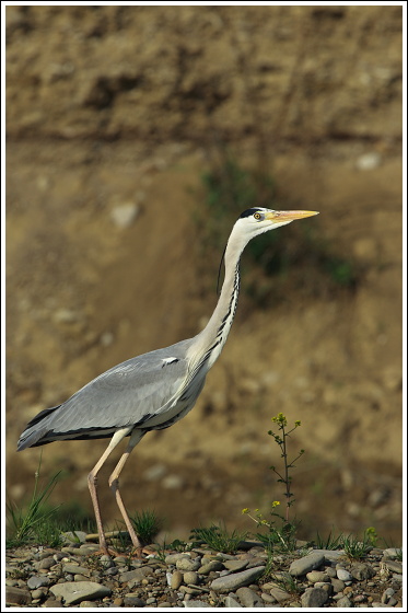 volavka popolavá. Ardea cinerea.