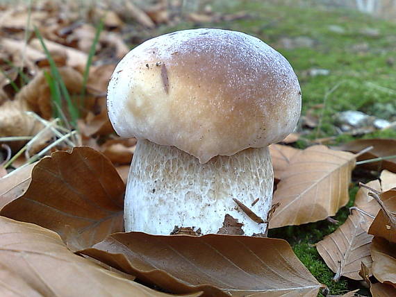 hríb smrekový Boletus edulis Bull.