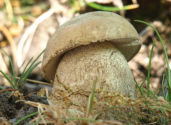 hríb dubový Boletus reticulatus Schaeff.