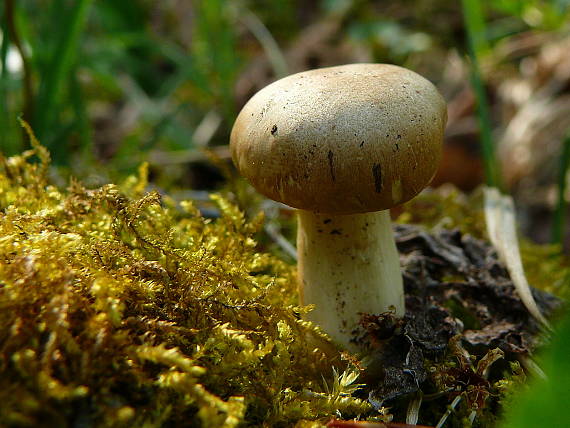 čírovnica fialová? Calocybe ionides?