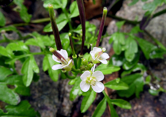 žerušnica Cardamine graeca