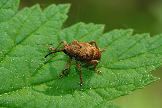 nosáčik Curculio venosus ?