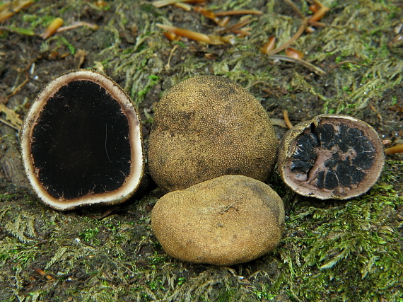 srnka obyčajná Elaphomyces granulatus Fr.